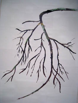 branch window shade